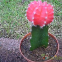 A photo of Gymnocalycium mihanovichii cv. hibotan