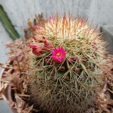 Una foto de Mammillaria nunezii