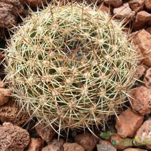 Una foto de Echinopsis tiegeliana