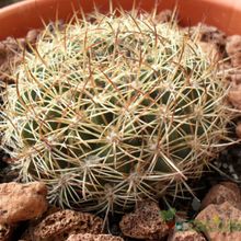 Una foto de Echinopsis tiegeliana