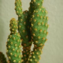 Una foto de Opuntia microdasys ssp. rufida fma. monstruosa
