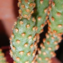 Una foto de Opuntia microdasys ssp. rufida fma. monstruosa