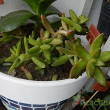 Una foto de Sedum adolphii