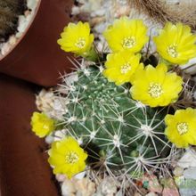 Una foto de Weingartia neocumingii