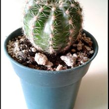 Una foto de Echinopsis werdermannii