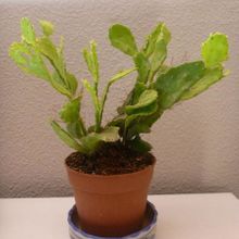 Una foto de Brasiliopuntia brasiliensis