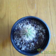 A photo of Pilosocereus piauhyensis