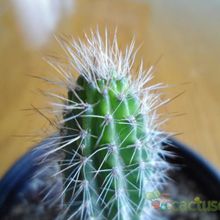 A photo of Pilosocereus piauhyensis
