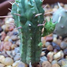 Una foto de Euphorbia submamillaris