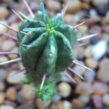 Una foto de Euphorbia submamillaris