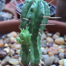 Una foto de Euphorbia submamillaris