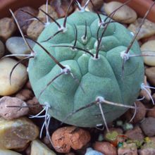 Una foto de Matucana madisoniorum