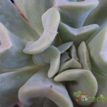 A photo of Echeveria runyonii cv. Topsy turvy 