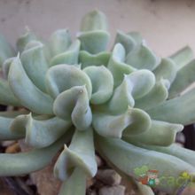 A photo of Echeveria runyonii cv. Topsy turvy 