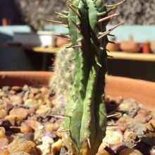 Una foto de Euphorbia submamillaris
