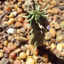 Una foto de Euphorbia submamillaris