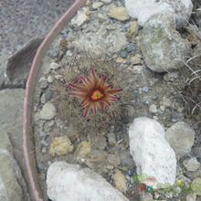 A photo of Escobaria emskoetteriana