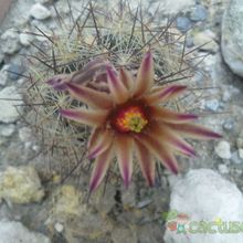A photo of Escobaria emskoetteriana