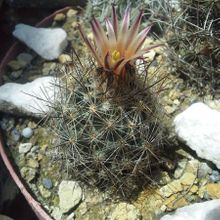 A photo of Escobaria emskoetteriana