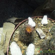 A photo of Escobaria emskoetteriana