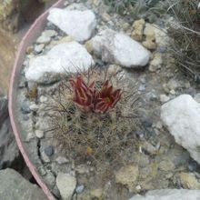 A photo of Escobaria emskoetteriana