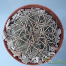 A photo of Gymnocalycium spegazzinii
