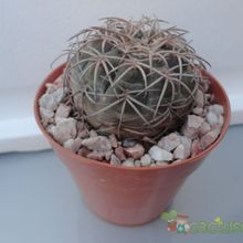 A photo of Gymnocalycium spegazzinii