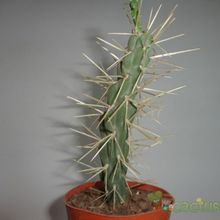 A photo of Cylindropuntia tunicata