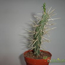 A photo of Cylindropuntia tunicata