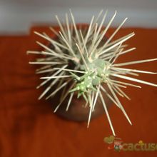 A photo of Cylindropuntia tunicata