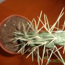 A photo of Cylindropuntia tunicata
