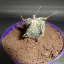 A photo of Astrophytum ornatum