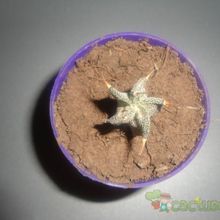 A photo of Astrophytum ornatum