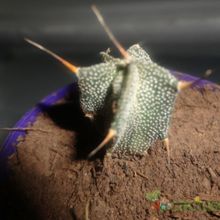 A photo of Astrophytum ornatum