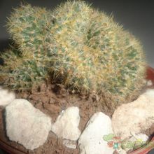 Una foto de Mammillaria prolifera fma. crestada