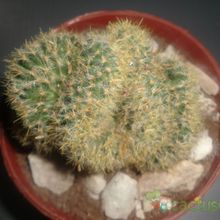 Una foto de Mammillaria prolifera fma. crestada