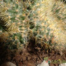 Una foto de Mammillaria prolifera fma. crestada