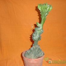 A photo of Euphorbia lactea fma. crestada