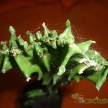 A photo of Euphorbia lactea fma. crestada