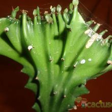 A photo of Euphorbia lactea fma. crestada