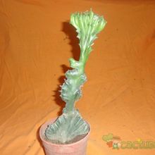 A photo of Euphorbia lactea fma. crestada