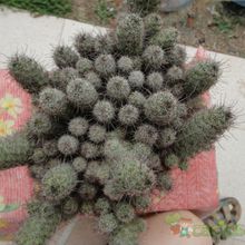 A photo of Mammillaria mazatlanensis ssp. patonii