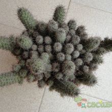 A photo of Mammillaria mazatlanensis ssp. patonii