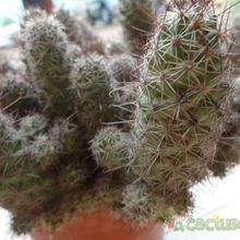 A photo of Mammillaria mazatlanensis ssp. patonii
