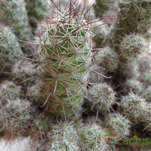 A photo of Mammillaria mazatlanensis ssp. patonii