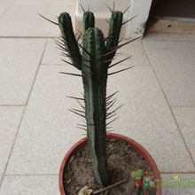 Una foto de Euphorbia enopla