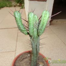 Una foto de Euphorbia enopla