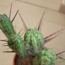Una foto de Euphorbia enopla
