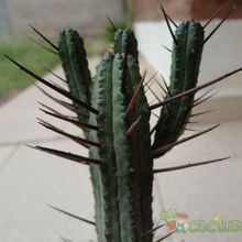 Una foto de Euphorbia enopla