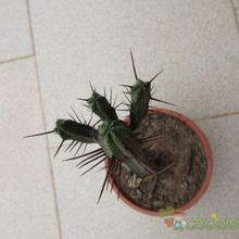 Una foto de Euphorbia enopla